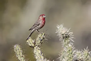 Buckeye Prints: USA, Buckeye, Arizona. House finch perched on a cholla cactus in the Sonoran Desert