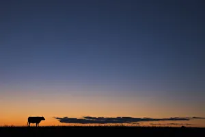 Images Dated 2nd April 2016: USA, Burchard, Nebraska. Cow at sunset