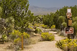 Juniper Prints: USA, CA, Antelope Valley, Arthur B Ripley Woodland Desert State Park. Native desert plants