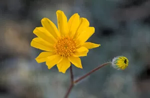 USA, CA, Death Valley National Park. Desert Gold Wildflower, Spring