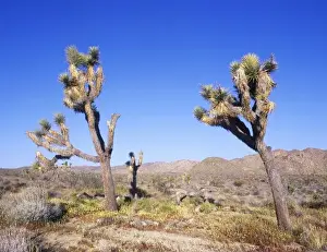 Joshua Tree Prints: USA, CA, Joshua Tree NP, Joshua Trees & Desert Dandelion