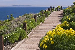 Boardwalk Prints: USA, CA, Malibu, Point Dume State Beach. Coreopsis gigantea. Popular walking trails