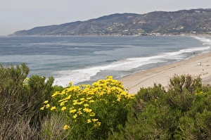 Pacific Coast Prints: USA, CA, Malibu, Point Dume State Park. Coreopsis gigantea