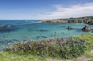 Cove Prints: USA, CA, Mendocino County, Jug Handle State Natural Reserve, Wild Iris Blooming