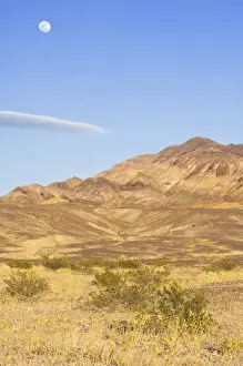 Moonrise Prints: USA, CA, Full Moon Rising Over Desert Gold Blooming in Death Valley NP