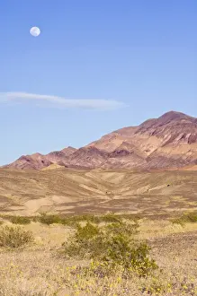 Images Dated 19th March 2008: USA, CA, Full Moon Rising Over Desert Gold Blooming in Death Valley NP