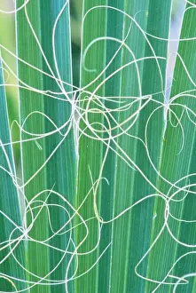Palm Springs Prints: USA, CA, Palm Springs, California Fan Palm Detail (Washingtonia filifera)