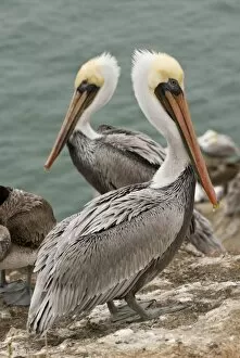 USA, CA, Pismo Beach. Brown Pelicans (Pelicanus occidentalis) on Pelican Point