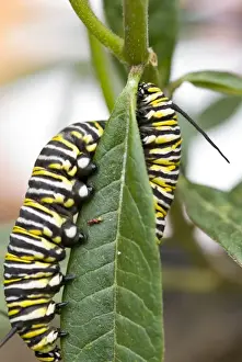 Images Dated 9th November 2007: USA, CA, Pismo Beach. Monarch Butterfly (Danaus plexippus) larval stage