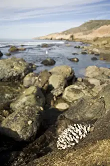 Muscle Prints: USA, CA, San Diego. A cluster of muscles clings to the rocky coast at the tidepools