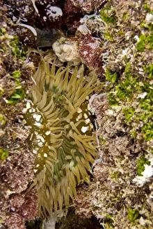 USA, CA, San Diego. Sea anemone in a tide pool near the La Jolla Coves