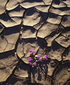 Verbena Prints: USA; CA, Sand Verbena Wildflowers growing from Cracked Mud in Anza Borrego Desert