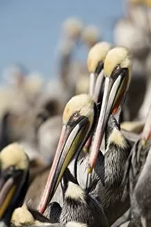 USA, Califonia, Brown Pelican, adult, breeding plumage, roost