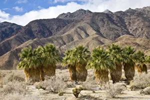 Anzaborrego Desert State Park Prints: USA, California