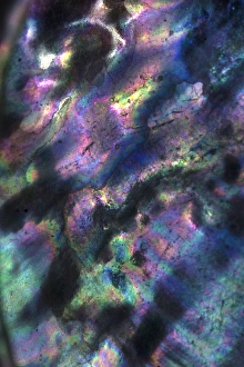 Images Dated 4th November 2016: USA, California. Abalone shell close-up. Credit as: Christopher Talbot Frank / Jaynes