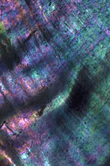 Abalone Prints: USA, California. Abalone shell close-up. Credit as: Christopher Talbot Frank / Jaynes