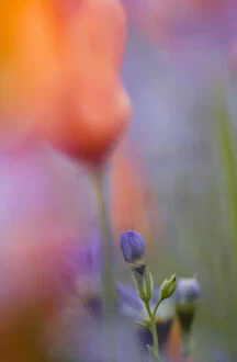 USA, California, Abstract of poppies and gilia wildflowers
