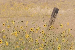 Barbed Prints: USA, California, Adin. Barbed-wire fence in field of sunflowers