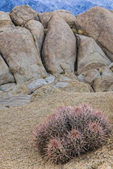 USA, California, Alabama Hills. Barrel cactus and boulders