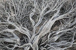 Dead Prints: USA, California, Alabama Hills. Close-up of dead sagebrush