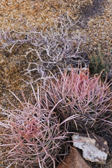 Thorn Prints: USA, California, Alabama Hills. Barrel cactus scenic