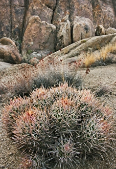 Images Dated 29th October 2010: USA California Alabama Hills Cactus