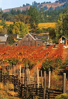 Images Dated 28th May 2004: USA, California, Anderson Valley, wine country, fall color in vineyards and wineries