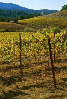 USA, California, Anderson Valley, wine country, fall color in a vineyard