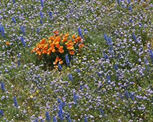 Globe Gilia Prints: USA, California, Antelope Valley, Lupine and Globe Gilia surround California Poppies