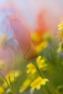 Images Dated 18th March 2005: USA, California, Antelope Valley, Abstract of poppies and wildflowers. Credit as
