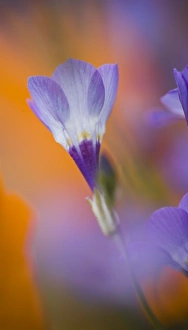 Images Dated 18th March 2005: USA, California, Antelope Valley, Gilia flower close-up