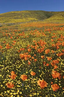 Images Dated 12th March 2005: USA, California, Antelope Valley State Poppy Reserve. Poppies and goldfields cover hillsides