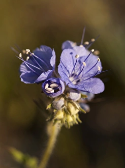 Images Dated 11th March 2009: USA, California, Anza-Borrego Desert State Park, Wild heliotrope (phacelia [phacelia