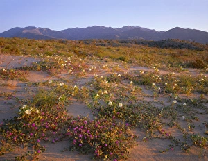 USA, California, Anza Borrego Desert State Park, Desert sand verbena and dune evening