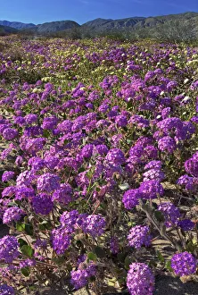 Images Dated 3rd July 2021: USA, California, Anza Borrego Desert State Park. Flowering desert sand verbena