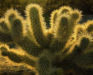 Images Dated 14th December 2022: USA, California, Anza-Borrego Desert State Park. Backlit desert cactus