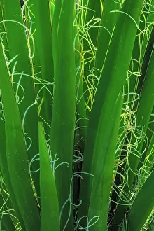 Images Dated 14th December 2022: USA, California, Anza-Borrego Desert State Park. Backlit Bismarck palm leaves