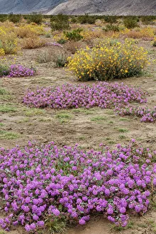 USA, California, Anza-Borrego Desert State Park. Scenic with desert wildflowers. &copy;Don Grall / Jaynes Gallery / DanitaDelimont.com