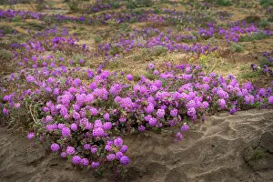 Images Dated 2nd June 2023: USA, California, Anza-Borrego Desert State Park