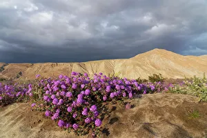 Storm Prints: USA, California, Anza-Borrego Desert State Park