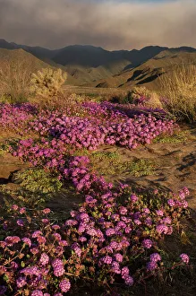 Images Dated 2nd June 2023: USA, California, Anza-Borrego Desert State Park
