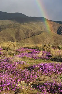 Rainbow Prints: USA, California, Anza-Borrego Desert State Park
