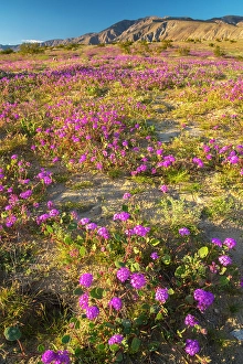 Verbena Prints: USA, California, Anza Borrego Desert State Park