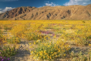 Verbena Prints: USA, California, Anza Borrego Desert State Park