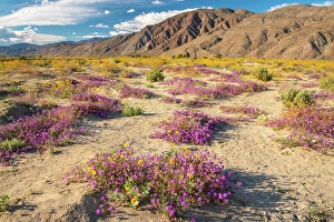 Verbena Prints: USA, California, Anza Borrego Desert State Park