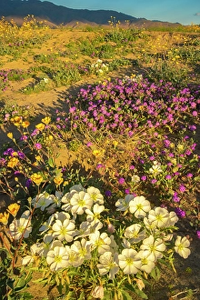 Verbena Prints: USA, California, Anza Borrego Desert State Park