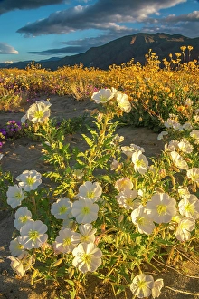 Verbena Prints: USA, California, Anza Borrego Desert State Park