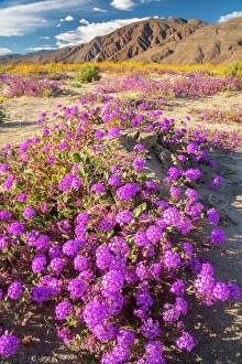Verbena Prints: USA, California, Anza Borrego Desert State Park