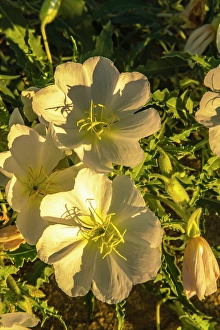Evening Primrose Prints: USA, California, Anza Borrego Desert State Park