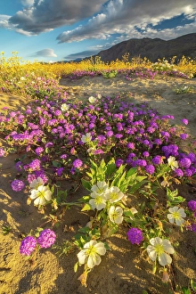 Verbena Prints: USA, California, Anza Borrego Desert State Park